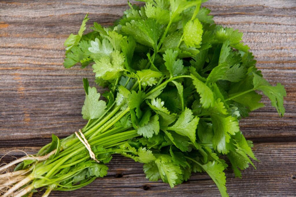 Close up of a bunch of green cilantro.