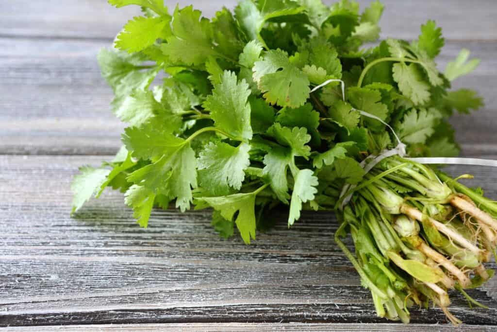 Bunch of green cilantro on wooden board.