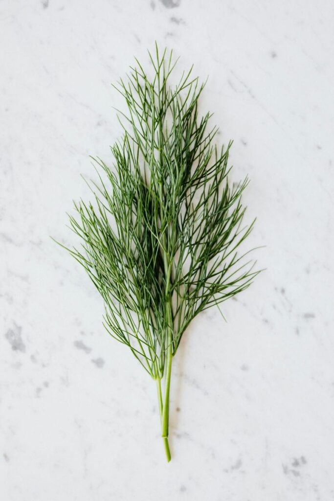 Fresh green dill on white background.