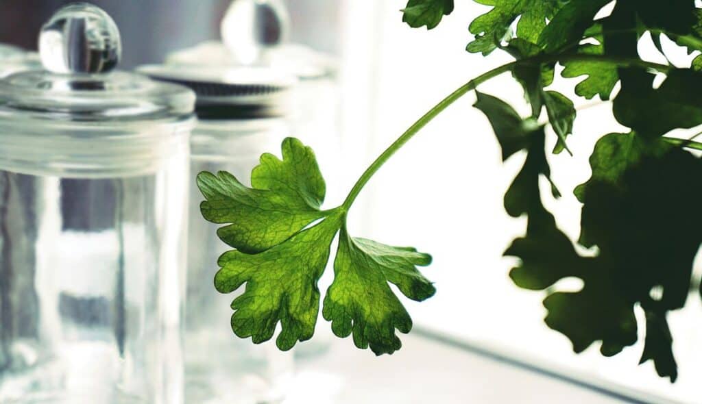Close up of parsley leaf.