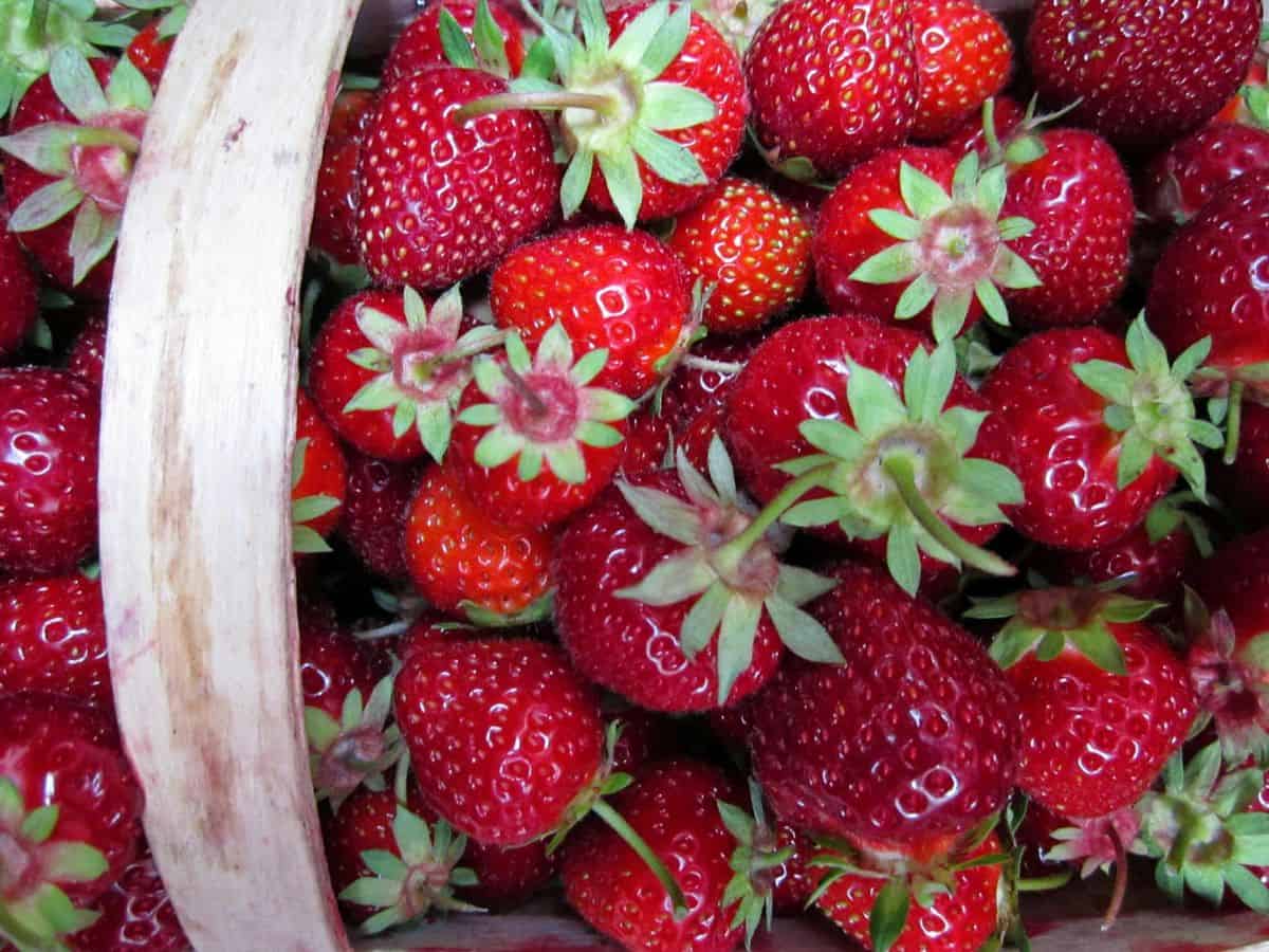 String Strawberries How to Store Strawberries - Real Life of Lulu