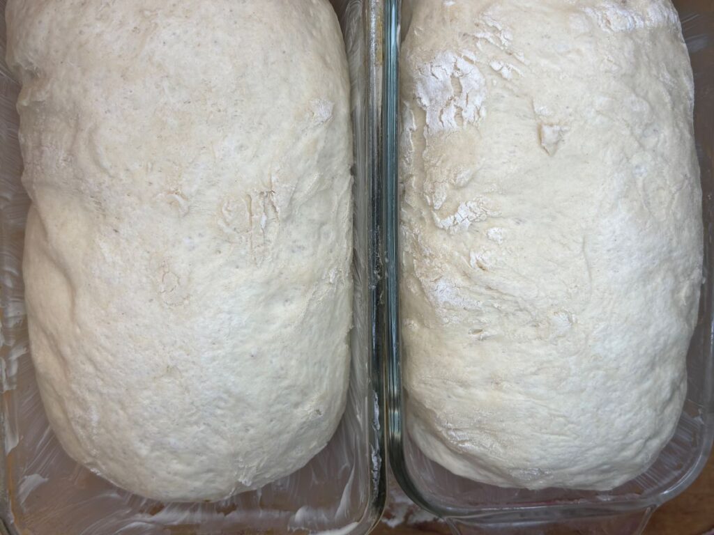 Two loaves of unbaked bread dough are rising side by side in glass baking dishes. The dough is pale, with a slightly uneven texture and dusted lightly with flour.